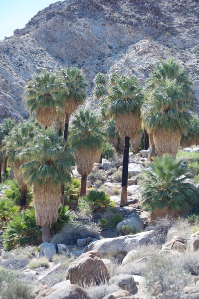 The first set of palm trees in the oasis provide welcome shade at the end of the trail and a place to recuperate before returning to your car.