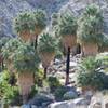 The first set of palm trees in the oasis provide welcome shade at the end of the trail and a place to recuperate before returning to your car.