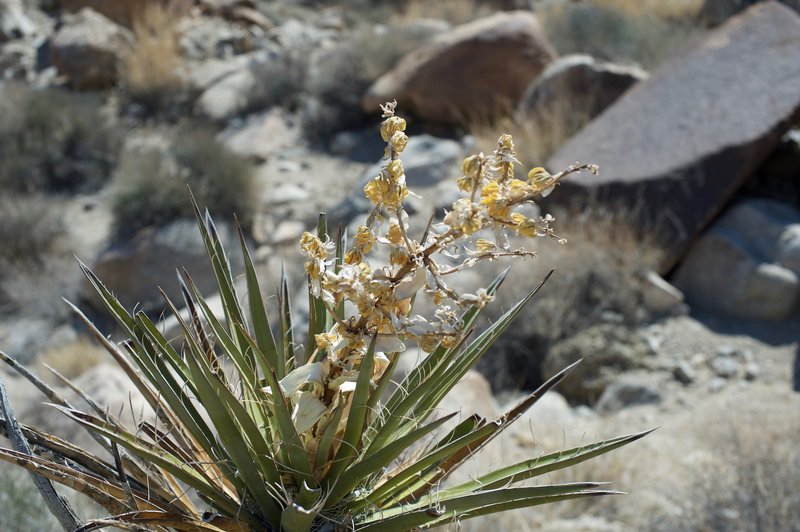 This Yucca Cactus has already passed its bloom, but shows how Yucca and Joshua Trees bloom.