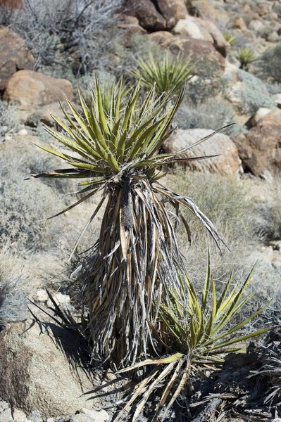 Yucca Cacti along the trail.