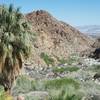 A palm tree and a view down the canyon await at the end of the trail.