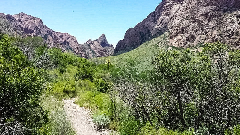 The Chisos Basin on the Window Trail.