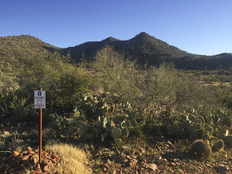 Cactus and rocks are plentiful along the singletrack trail.