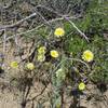 Wildflowers can be seen along the trail in the spring as they bloom.