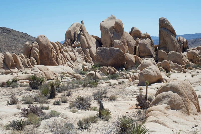 Large rocks are close to the trail and allow for exploration for both children and adults. For climbers, these rocks provide great opportunities for bouldering.