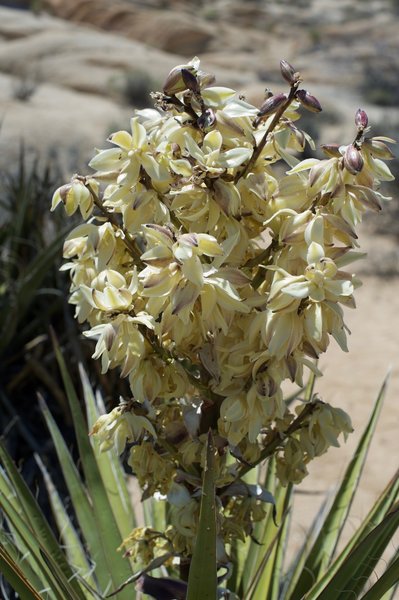 A cactus blooms in the spring.