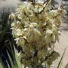 A cactus blooms in the spring.