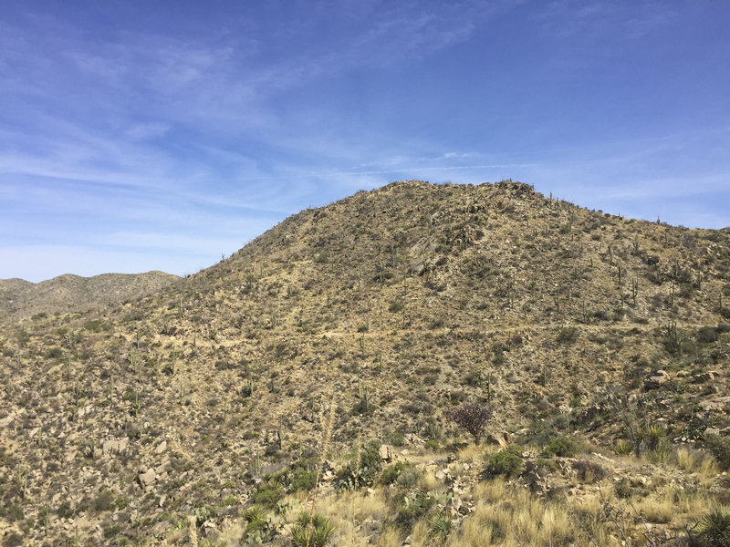 Peering back towards the north at the Wild Burro Loop Trail carved out of the hillside.