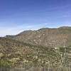 Ocotillos in bloom.