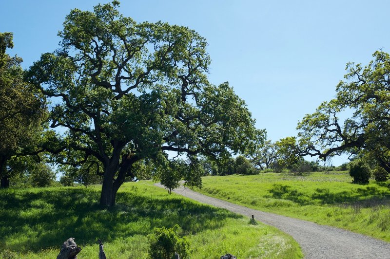 The trail winds up the hill after passing the Arastradero Lake.