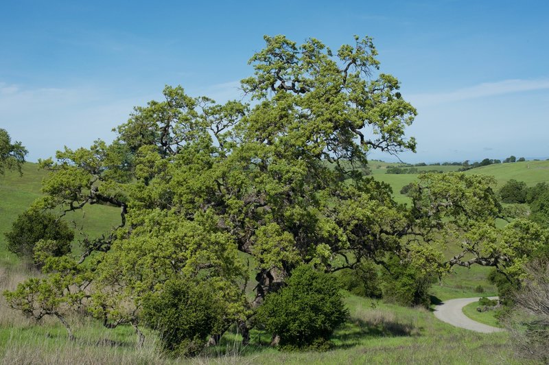 Views of the hills and trees from the trail.