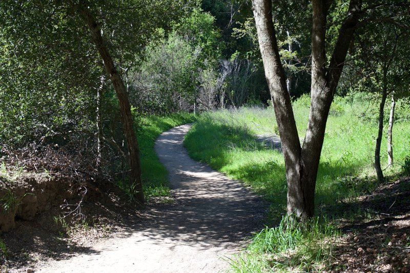 The trail breaks off to the right and narrows to a dirt track as it makes its way into the woods. The trail drops into the woods and exits close to Caballo Lane.