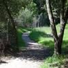 The trail breaks off to the right and narrows to a dirt track as it makes its way into the woods. The trail drops into the woods and exits close to Caballo Lane.