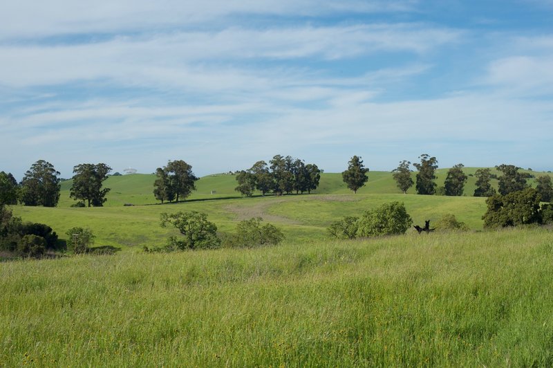 The Stanford Dish can be seen in the distance as wildflowers bloom in the fields.