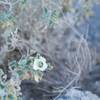 While there aren't a great deal of flowers in the canyon, some can be spotted at various points along the trail.