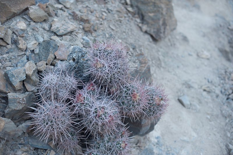 Cactus can be found along the trail in various sections. They bloom in the spring time.