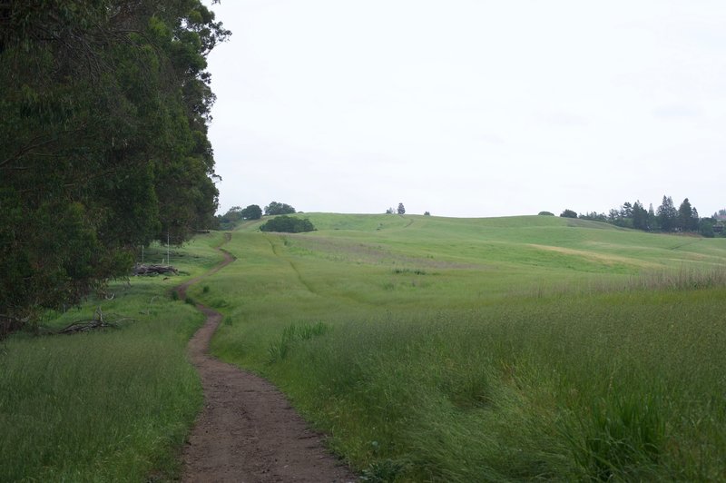 The trail as it skirts the back portion of the preserve. The trail rolls with the hills in the area, making for a great outing.