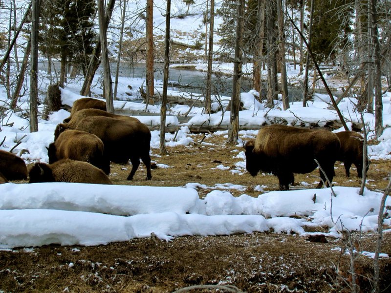 Bison enjoy grazing through the valley.