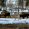 Bison enjoy grazing through the valley.