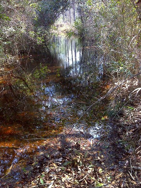 Hardwood wetlands along a blackwater stream on MST Segment 16B. Photo by PJ Wetzel, www.pjwetzel.com.