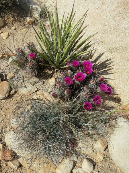 Cacti blooming along the trail.