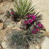 Cacti blooming along the trail.