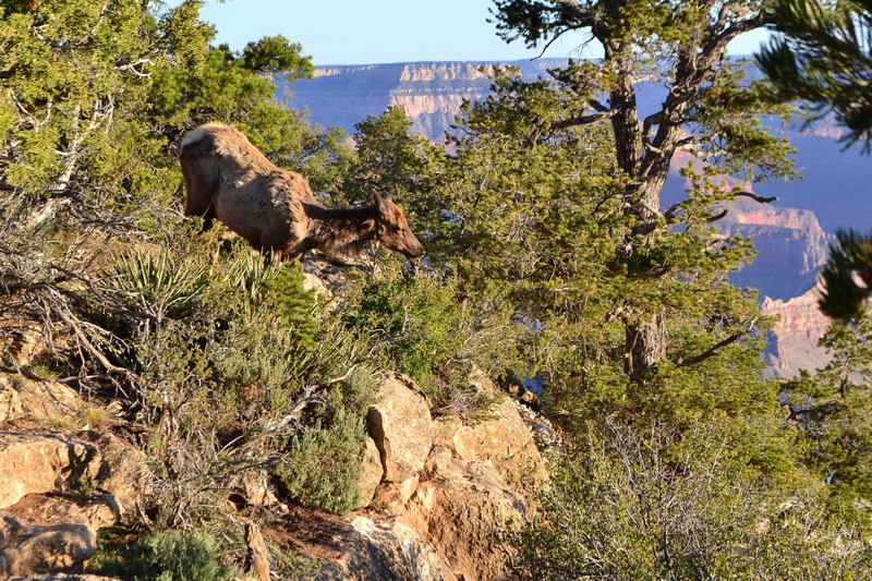 An elk rounding up some breakfast along the South Rim Trail.