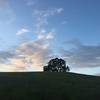 The trees that line the hills make for great photo opportunities in the preserve. The trail winds through the preserve at the base of a majority of the hills.