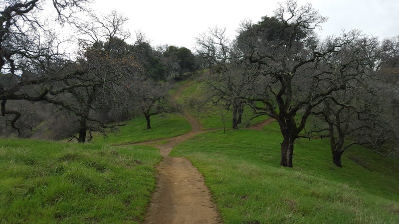 After the first steep climb the trail crosses this confluence of trails before you head up the next steep section.