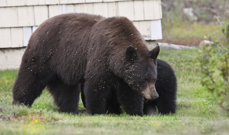 Bears tend to make their way through the area as well.