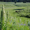 Moose are a common sighting near the Grebe Lake Trail.