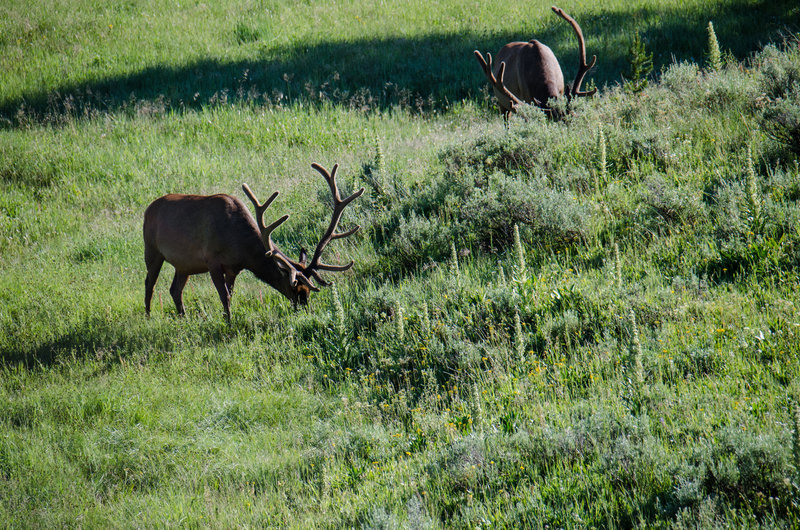 A pair of male Elk, spotted off the Howard Eaton Trail.