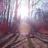 The forest around the Yellow-Red Trail.