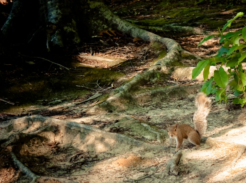 Watch for exposed roots on the trails!