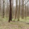 Mature maple and beech forest at Bendix Woods.