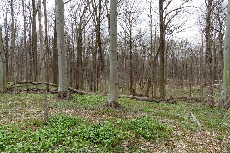 Mature maple and beech forest at Bendix Woods.