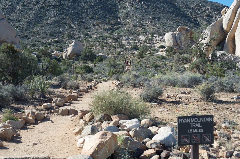 Ryan Mountain Trail as it leaves the parking lot as it split two giant rock formations.