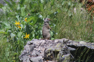 Wildlife along the Slough Creek Trail.