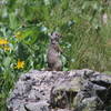 Wildlife along the Slough Creek Trail.