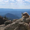 Wildlife at the Harney Peak Fire Tower.