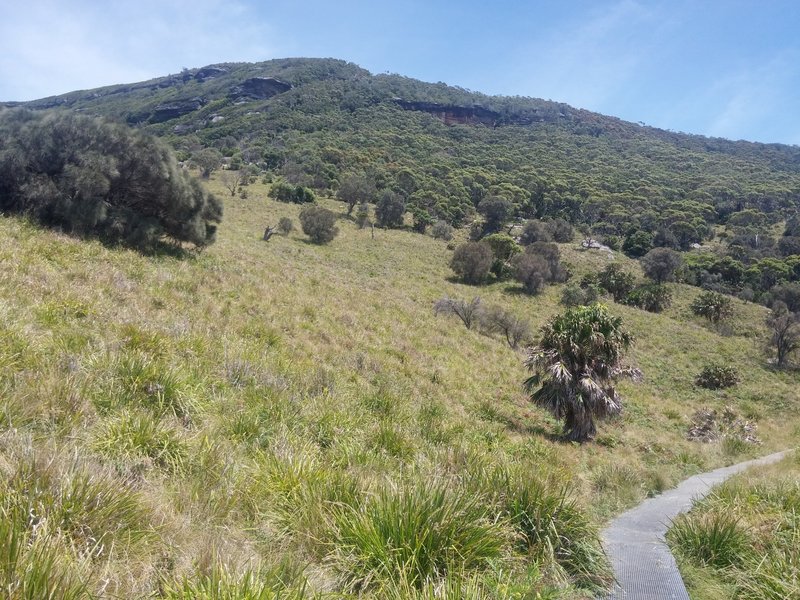 The hillside along the Coast Track.