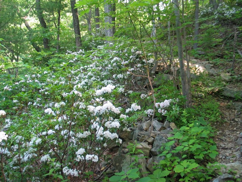 Mountain laurel along Hot Mountain-Short Mountain Trail. with permission from rootboy