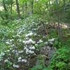 Mountain laurel along Hot Mountain-Short Mountain Trail. with permission from rootboy