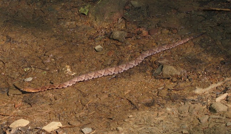 Almost stepped on this little guy. Watch out for local critters on your way.