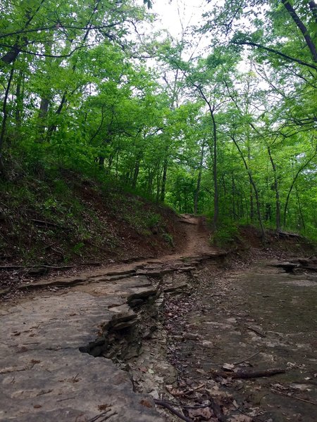 The Yellow and Pink Trail at Turkey Mountain.