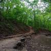 The Yellow and Pink Trail at Turkey Mountain.