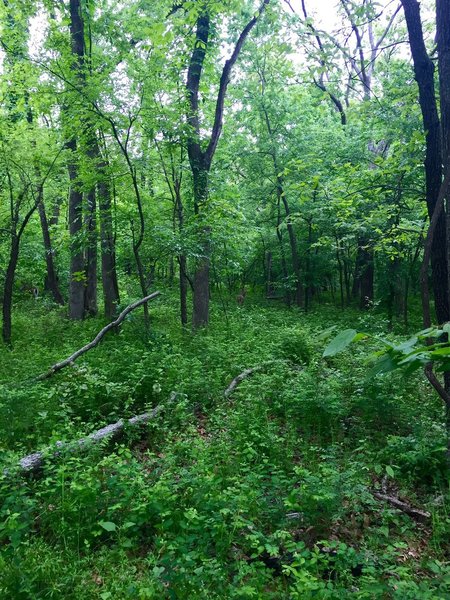 A snapshot from Turkey Mountain Park. There is a doe in the trees if you look close.