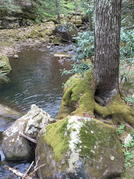 Fall Branch toward the Big South Fork.