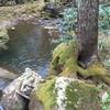 Fall Branch toward the Big South Fork.