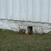 "Pot-guts" (Uintah ground squirrels) outside the barn.